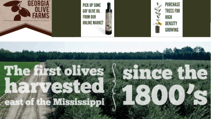 eshop at Georgia Olive Farms's web store for American Made products